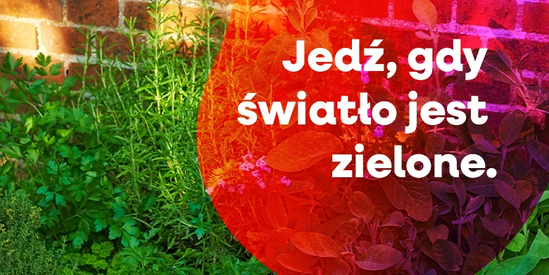 Jedź, gdy światło jest zielone