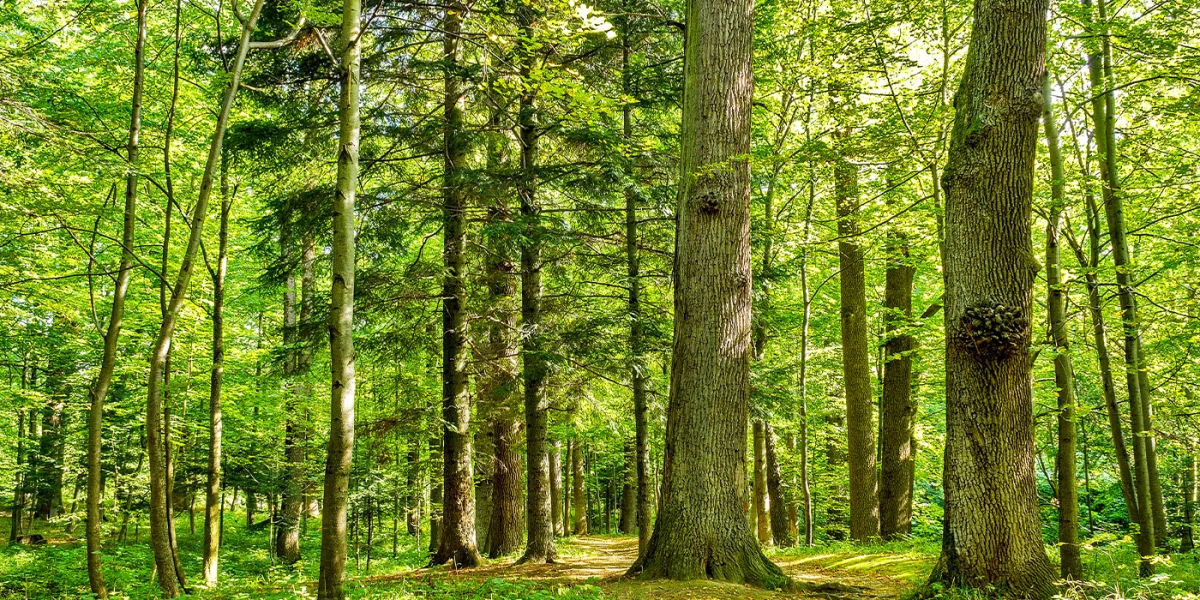 Zielono mi! O uzdrawiającej mocy natury... i Bożej bliskości!
