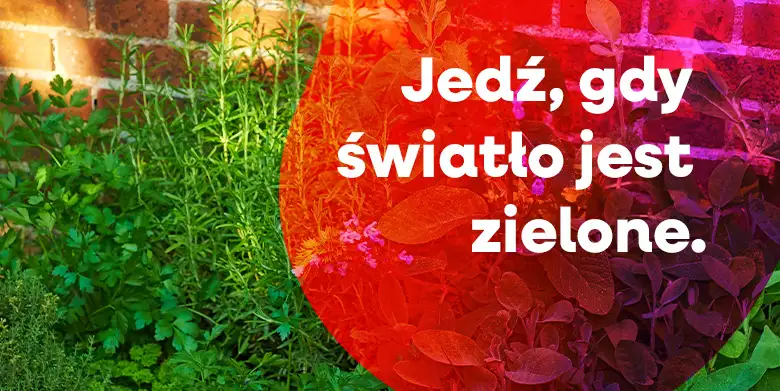 Jedź, gdy światło jest zielone