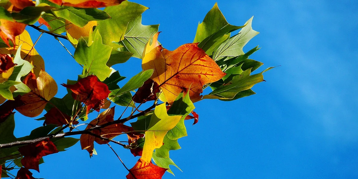 Dlaczego potrzebujemy... jesieni?