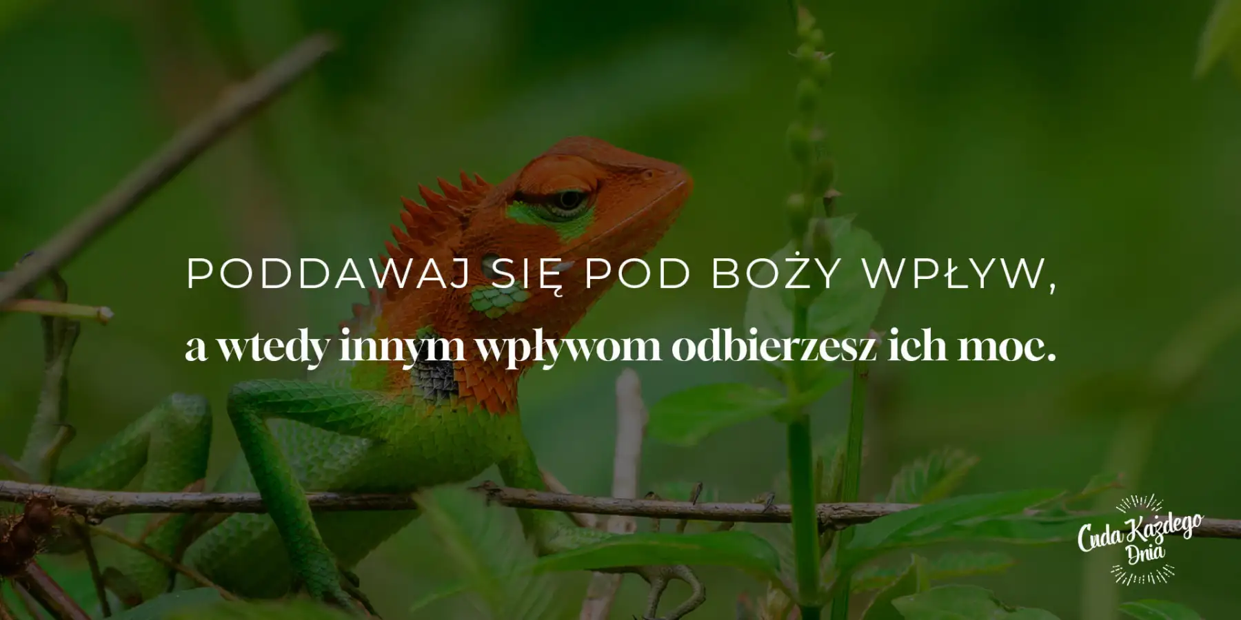 Czerwona jaszczurka