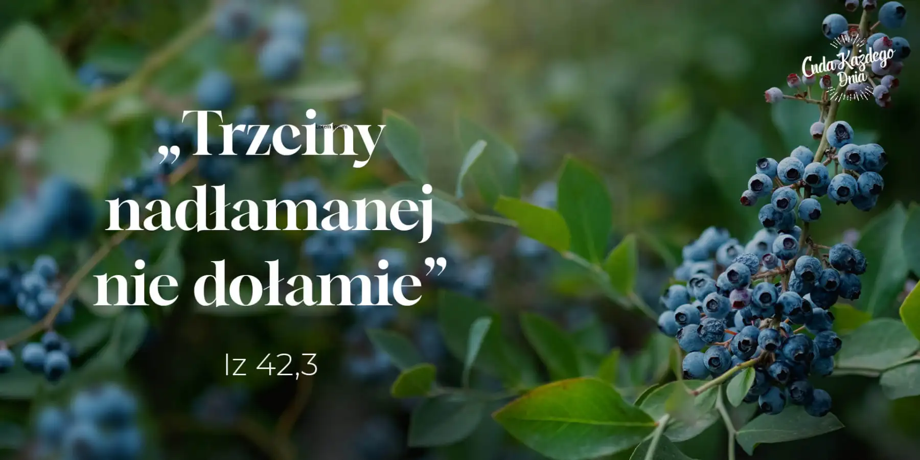 Wszczepiony czy nadłamany?